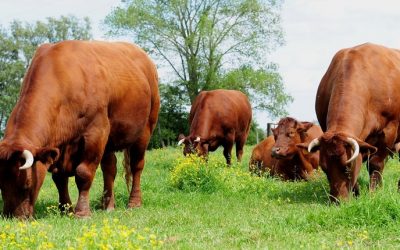 Vlees van het Rood Ras van West-Vlaanderen krijgt BOB