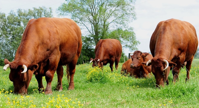 Vlees van het Rood Ras van West-Vlaanderen krijgt BOB